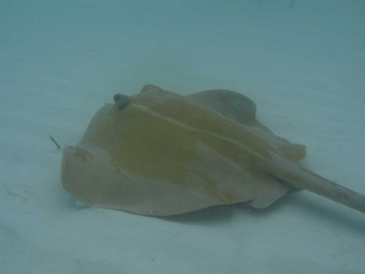 resized_Day 1 Underway & Whitehaven beach 045.jpg