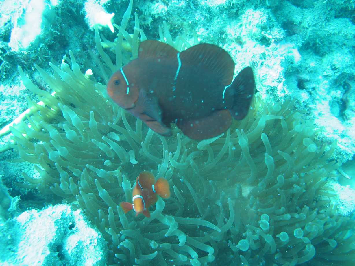 resized_Day 3 Blue Pearl bay 015.jpg